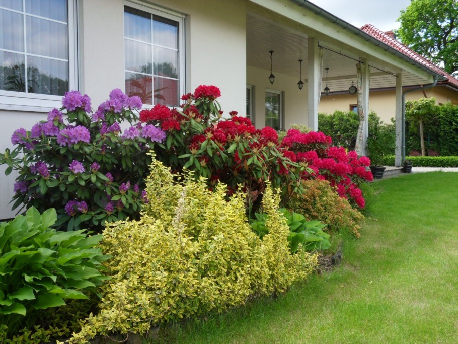 Гортензии сирень рододендрон