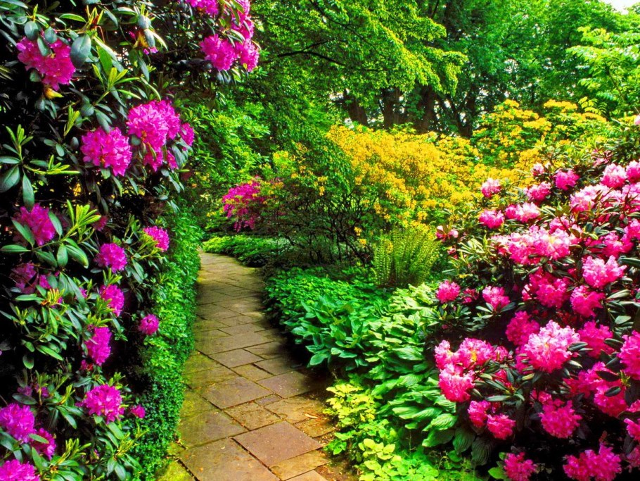 Розарий рабатка