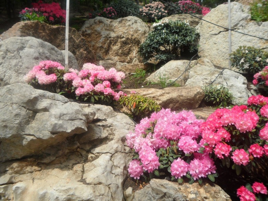 Рододендрон спирея