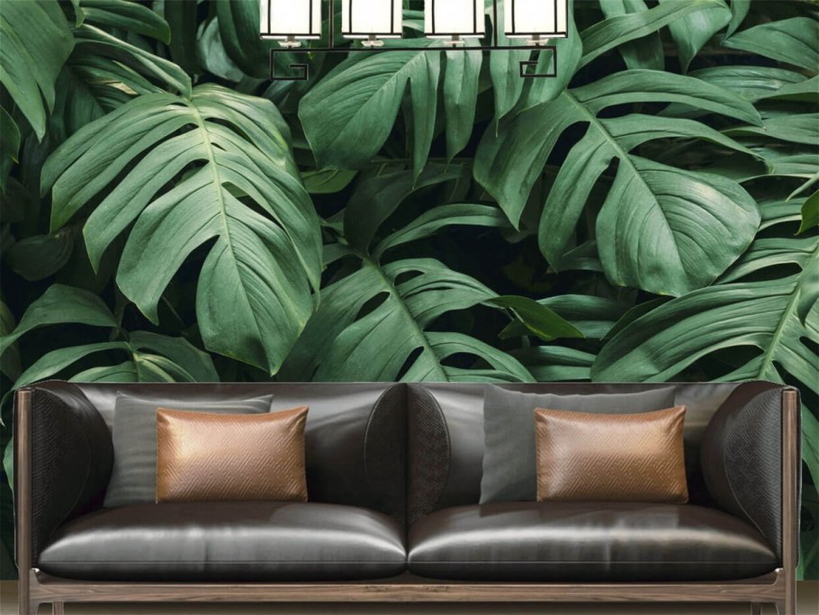 Монстера мраморная