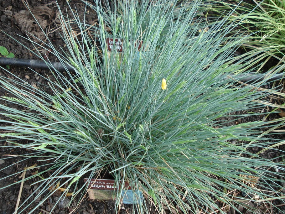 Сеслерия Хефлера