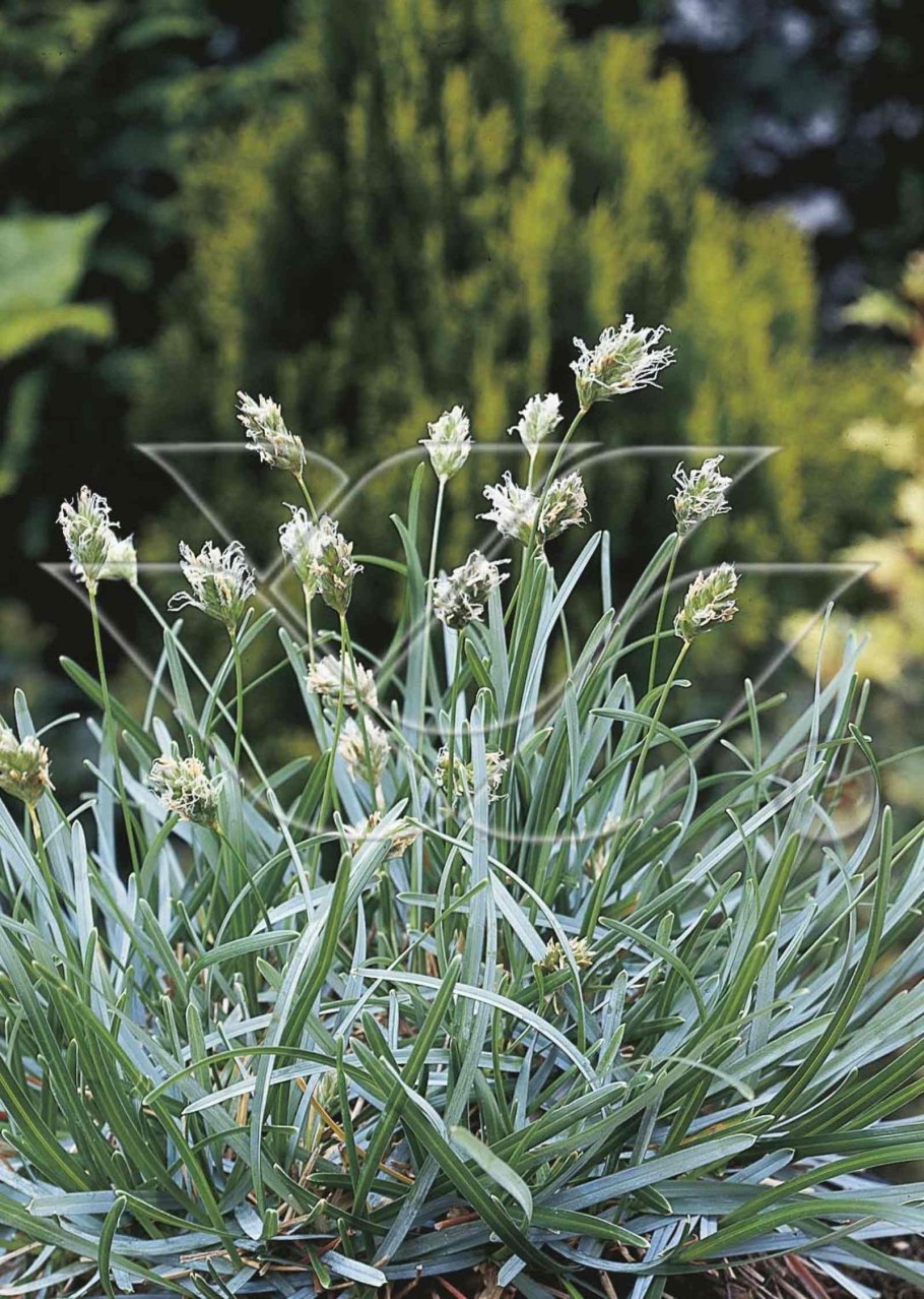 Осока сеслерия