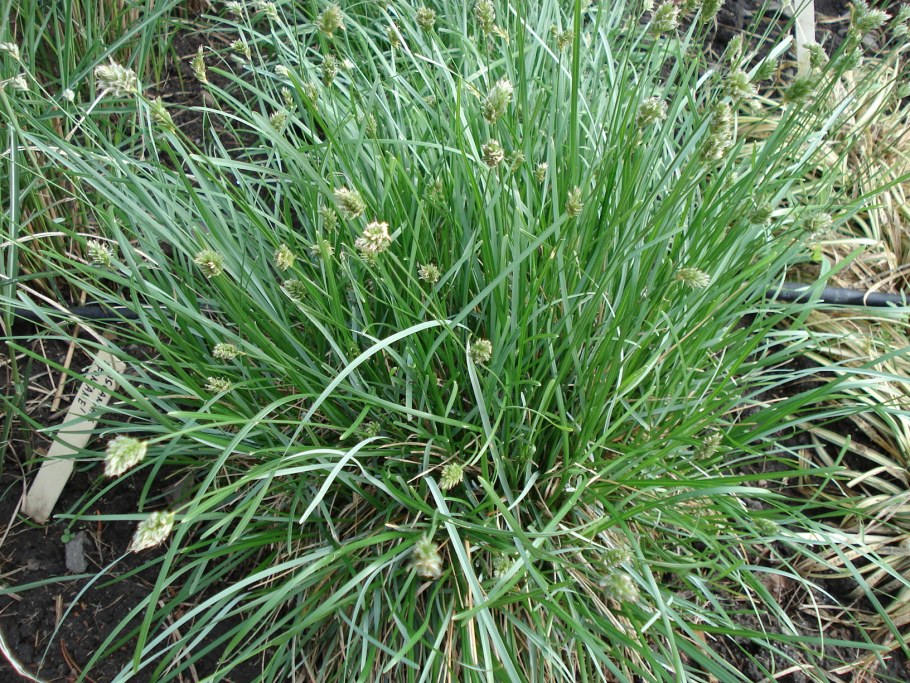 Сеслерия голубая (Sesleria caerulea)
