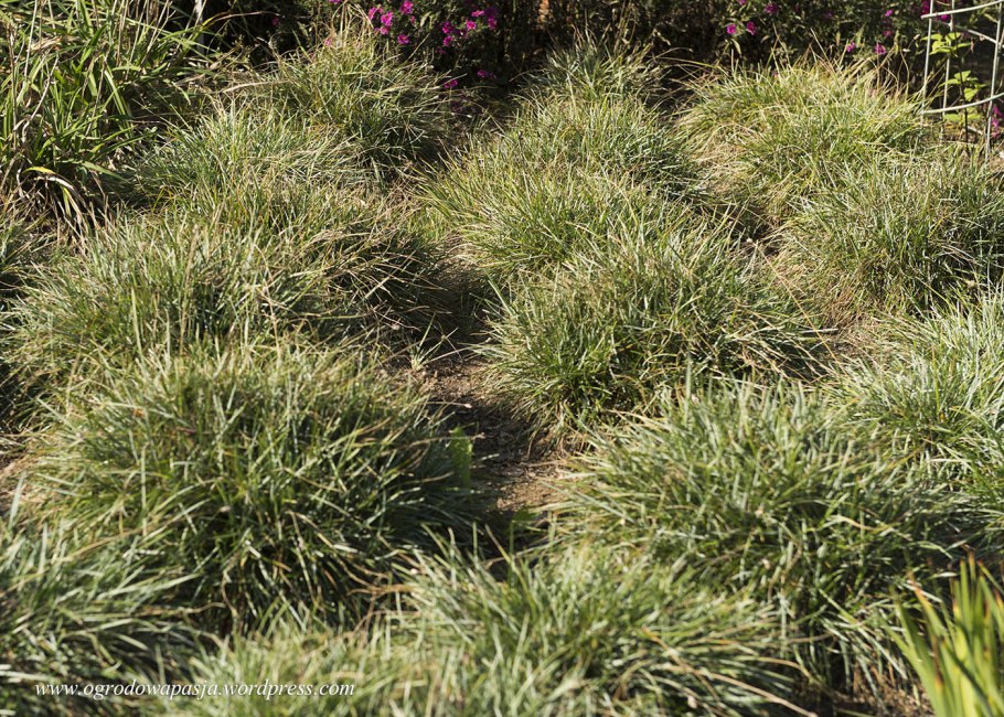 Сеслерия caerulea