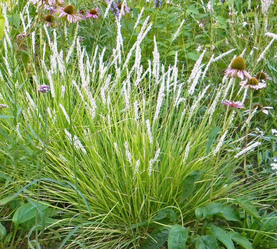 Сеслерия голубая