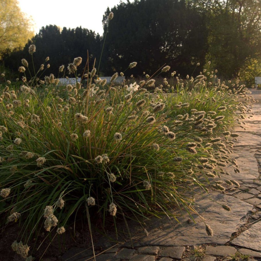 Сеслерия голубая / Sesleria caerulea / (р9)