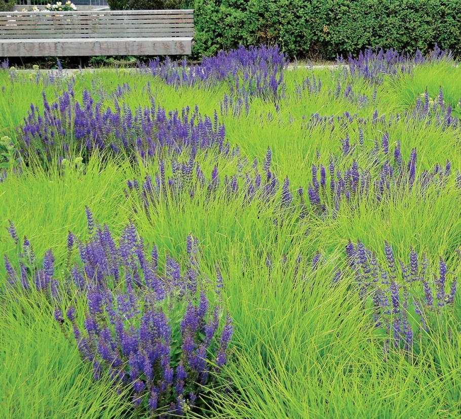 Котовник пит Удольф