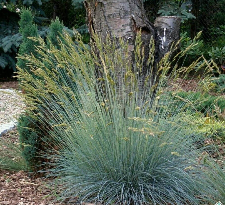 Молиния голубая (Molinia caerulea)