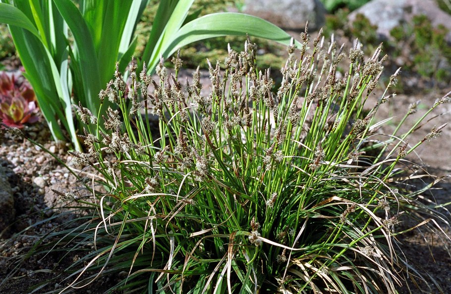 Сеслерия голубая (Sesleria caerulea)