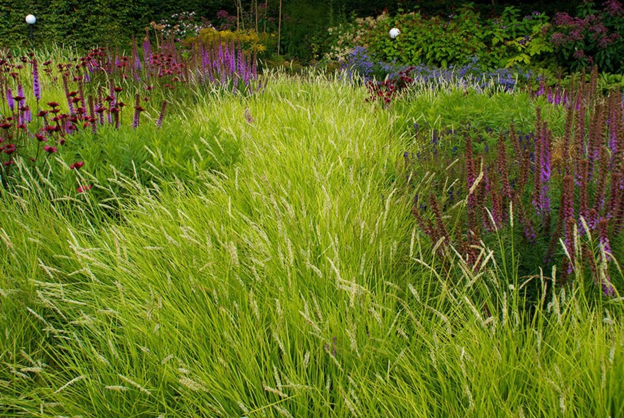 Сальвия пит Удольф