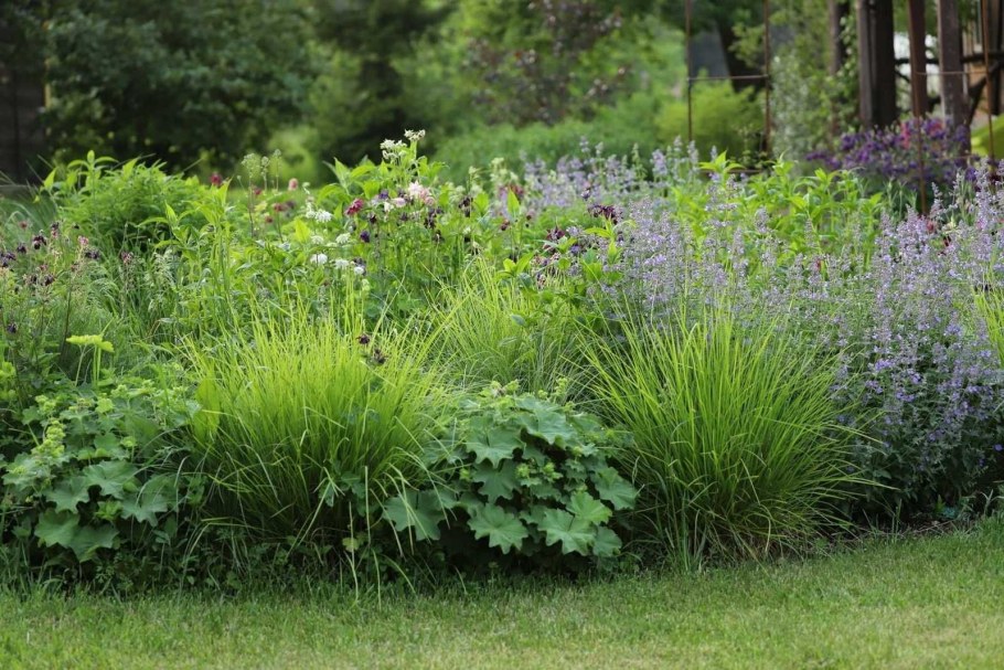 Котовник и манжетка