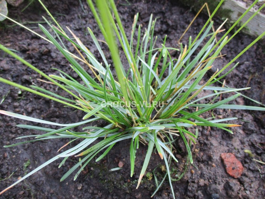 Сеслерия голубая