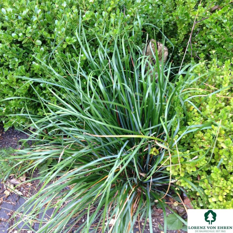 Сеслерия голубая (Sesleria caerulea)