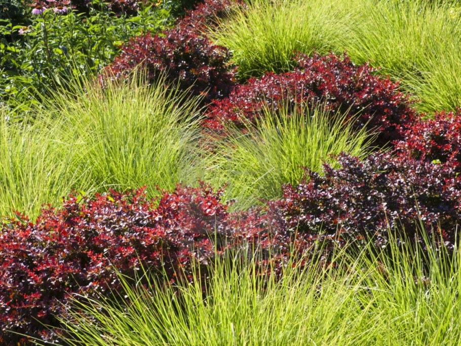 Сеслерия Sesleria autumnalis