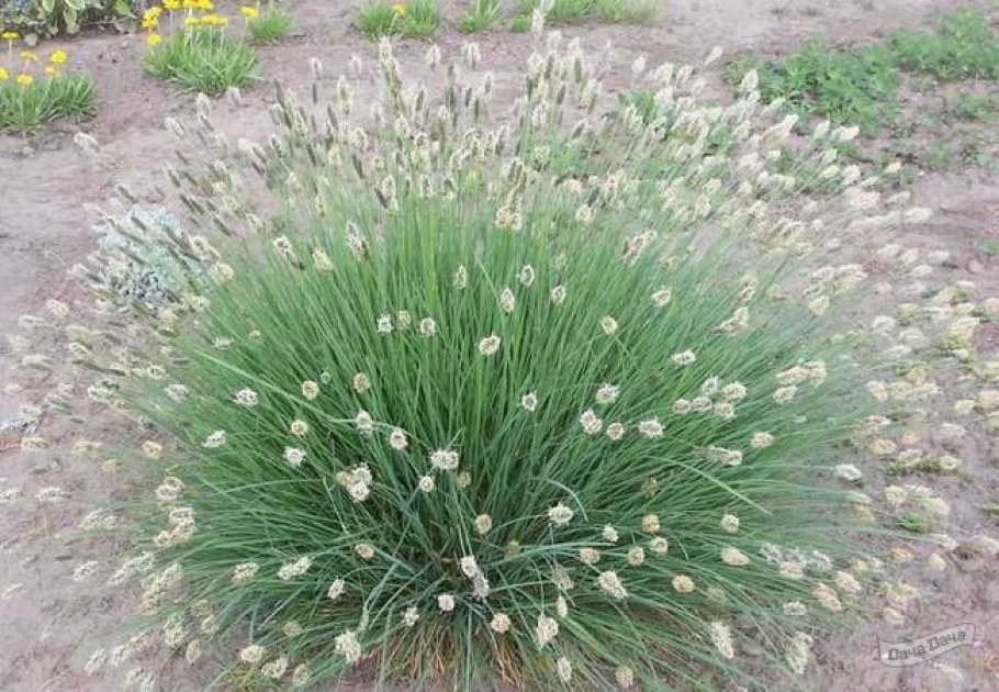 Сеслерия блестящая Sesleria nitida