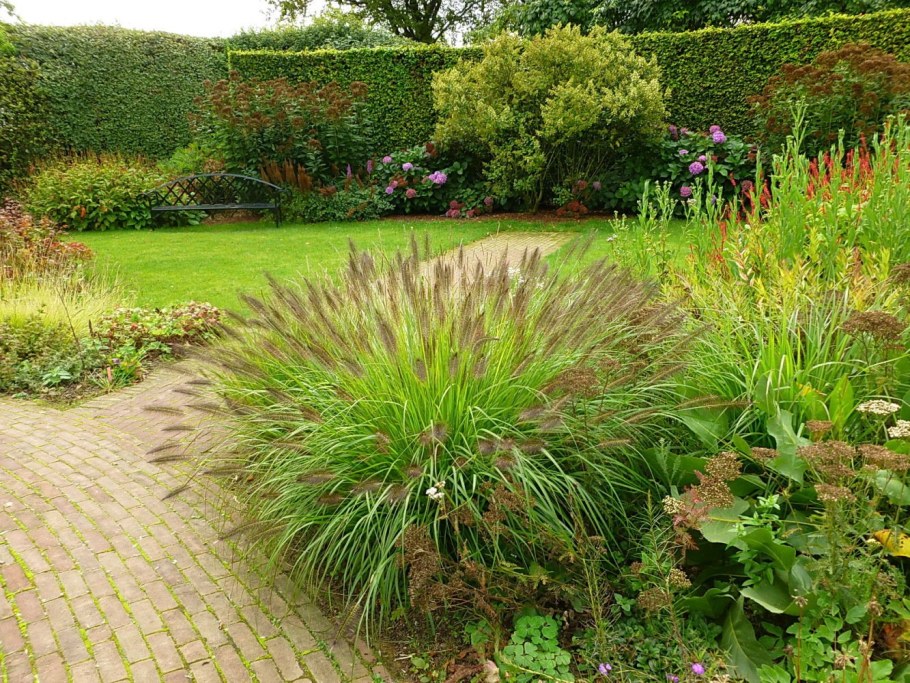 Молиния голубая 'Heidebraut'