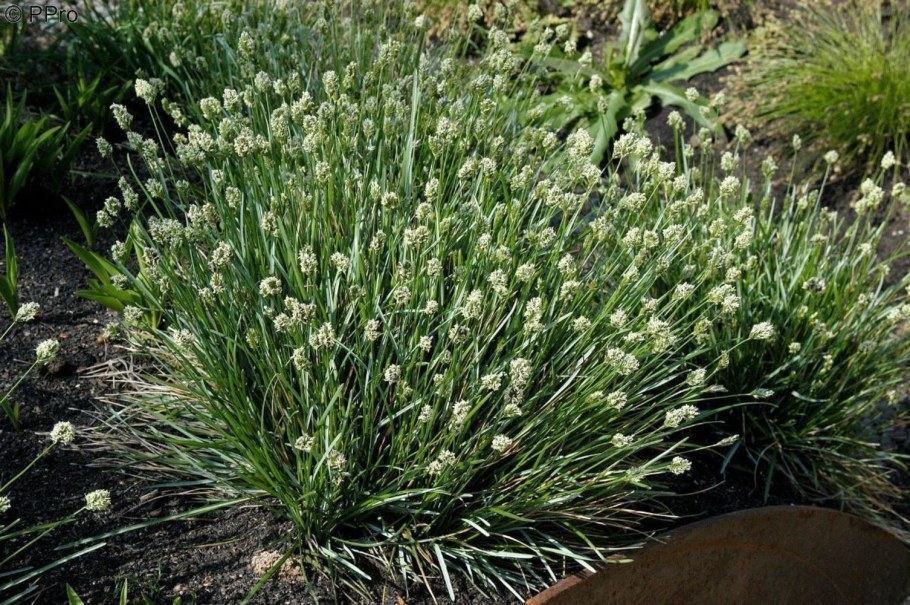 Сеслерия голубая (Sesleria caerulea)