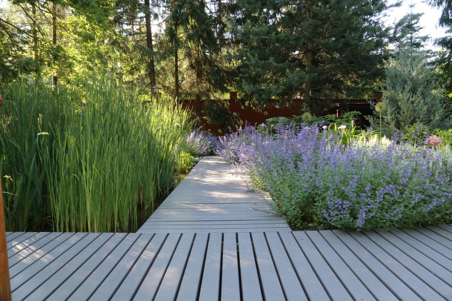 Сеслерия голубая