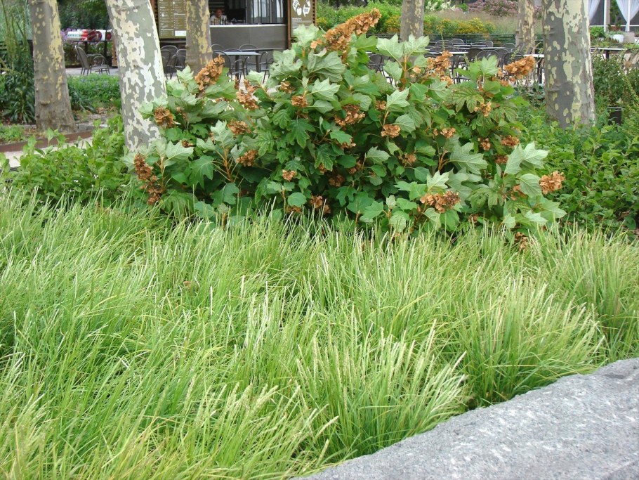 Сеслерия осенняя (Sesleria autumnalis)