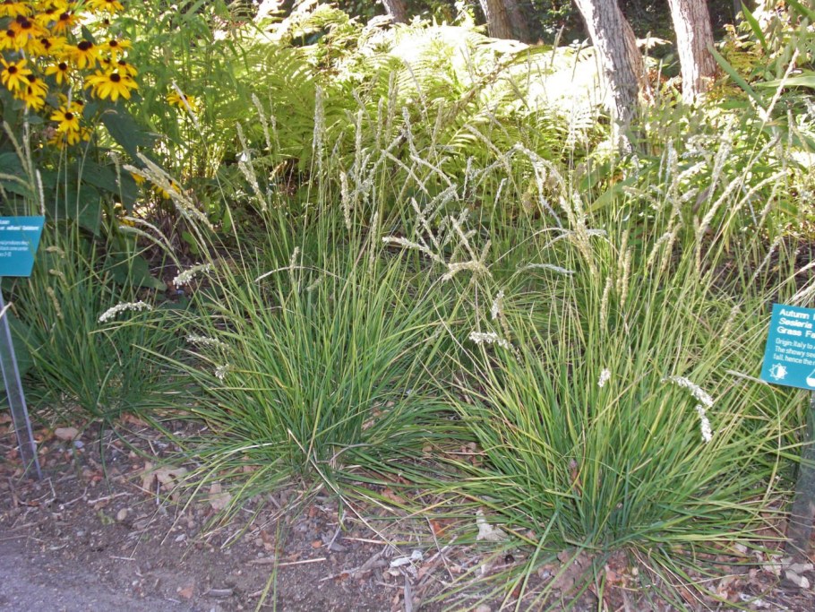 Сеслерия серебристая