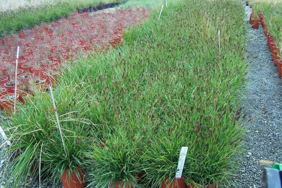 Осока сеслерия