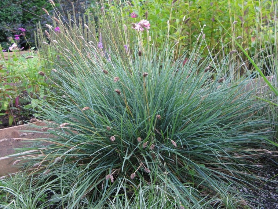 Злак сеслерия голубая