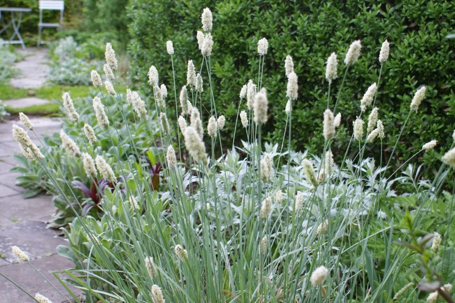 Сеслерия блестящая Sesleria nitida