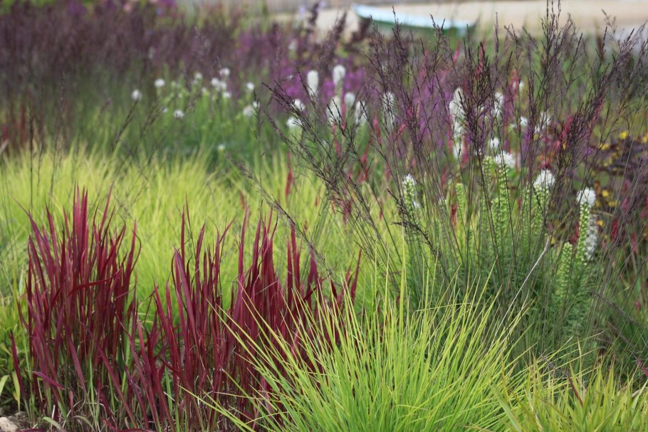 Молиния Эдит Дудзус