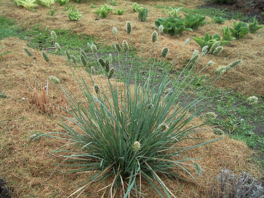 Сеслерия голубая серебристая