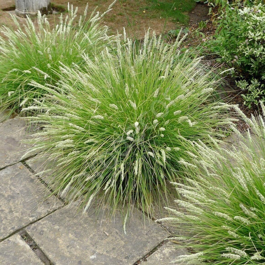 Сеслерия Хефлера