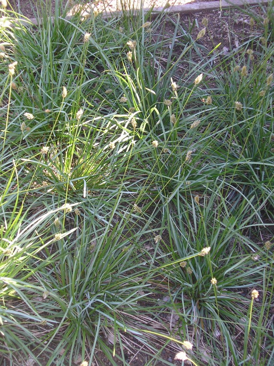 Злак сеслерия голубая