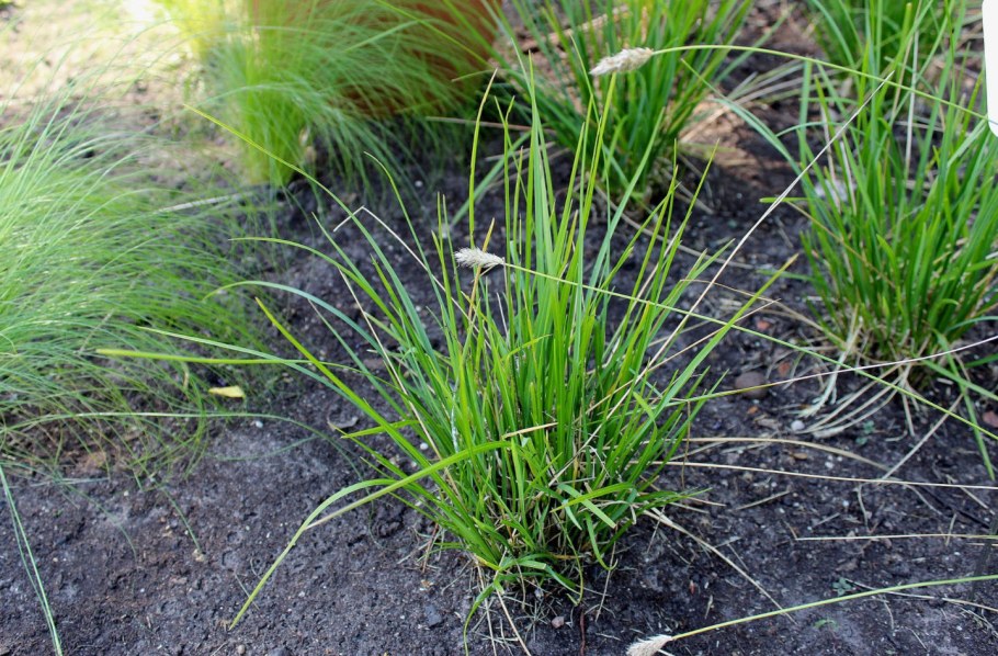 Осока сеслерия