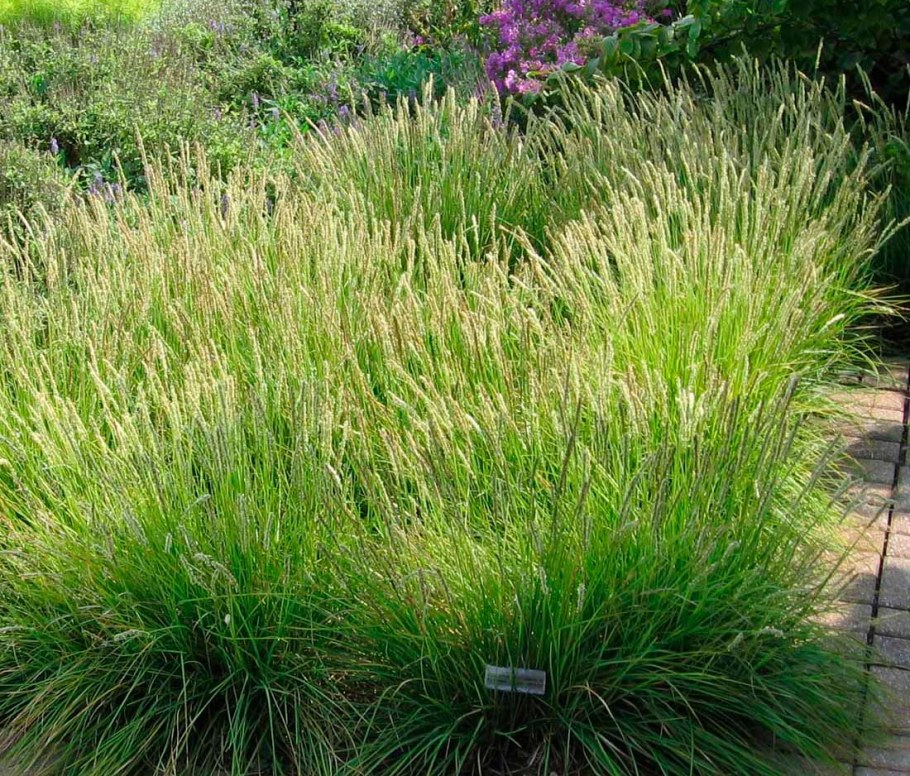 Щучка дернистая Deschampsia cespitosa