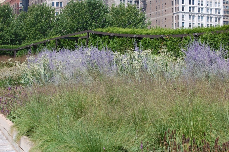 Сеслерия Sesleria autumnalis