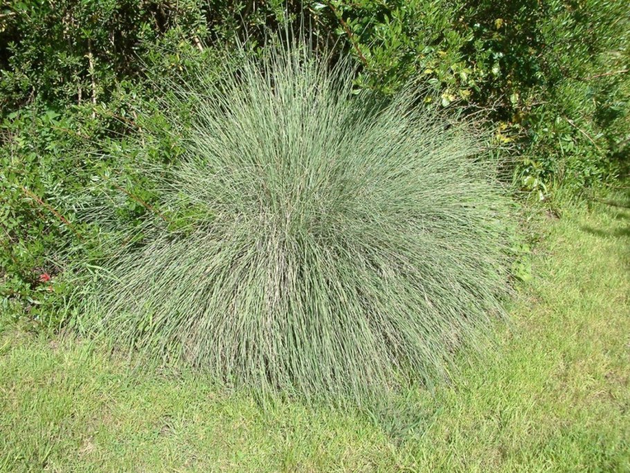 Овсяница фестука сизая