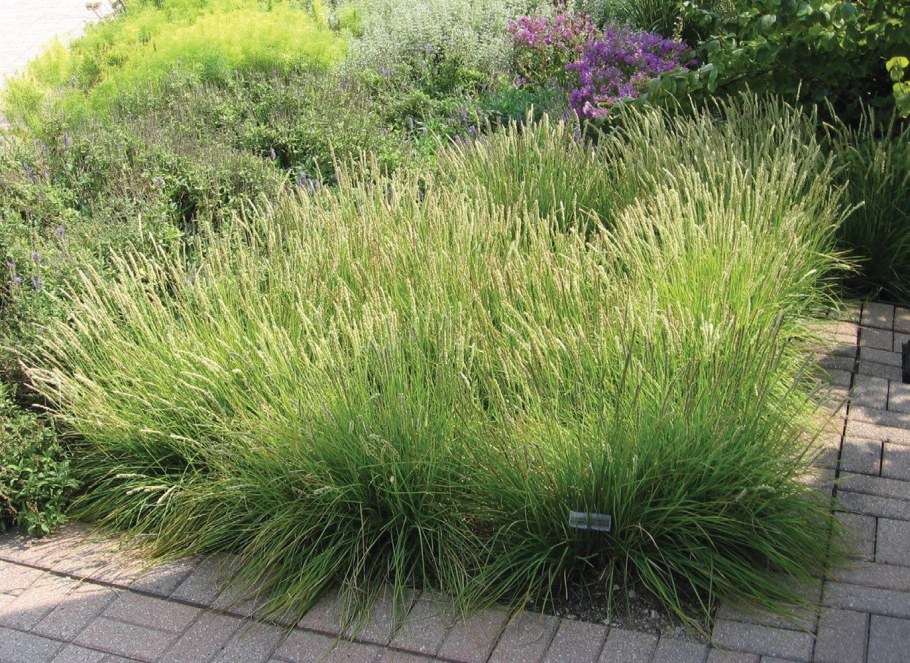 Щучка дернистая Palava