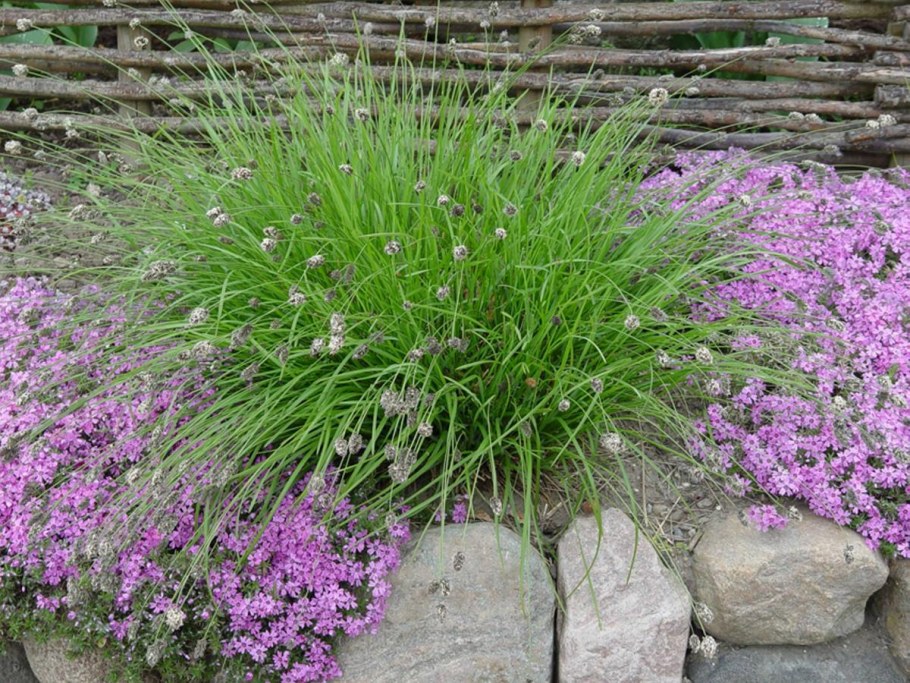 Сеслерия блестящая Sesleria nitida