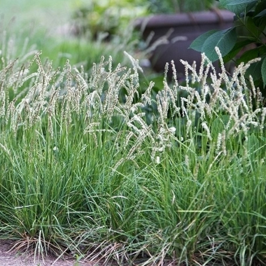 Сеслерия серебристая