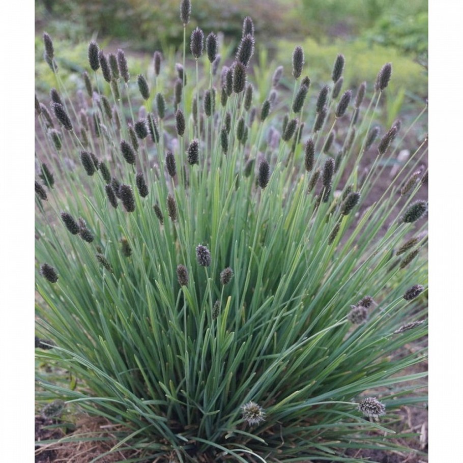 Сеслерия серебристая (Sesleria caerulea)