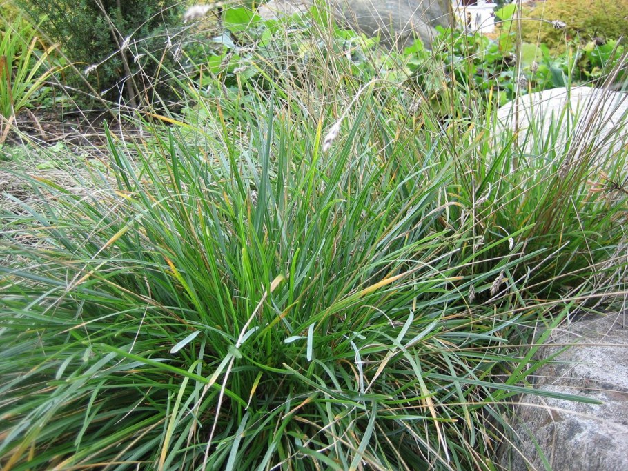 Сеслерия голубая