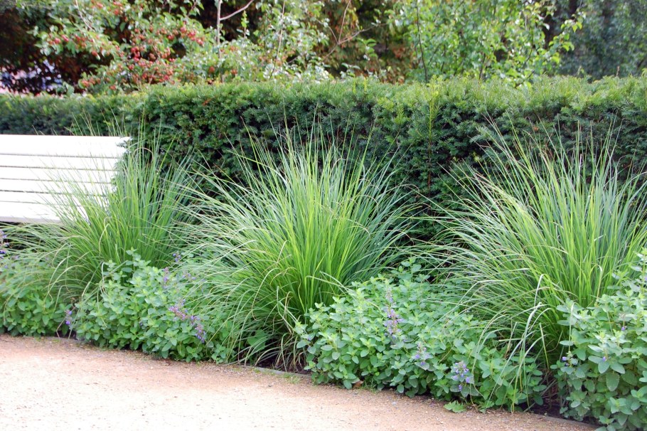 Молиния тростниковая Фонтейн