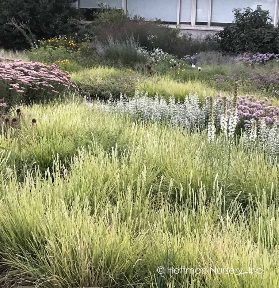 Сеслерия мискантус