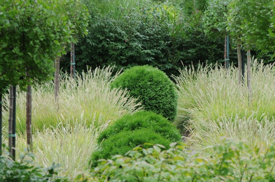 Сеслерия осенняя и шалфей