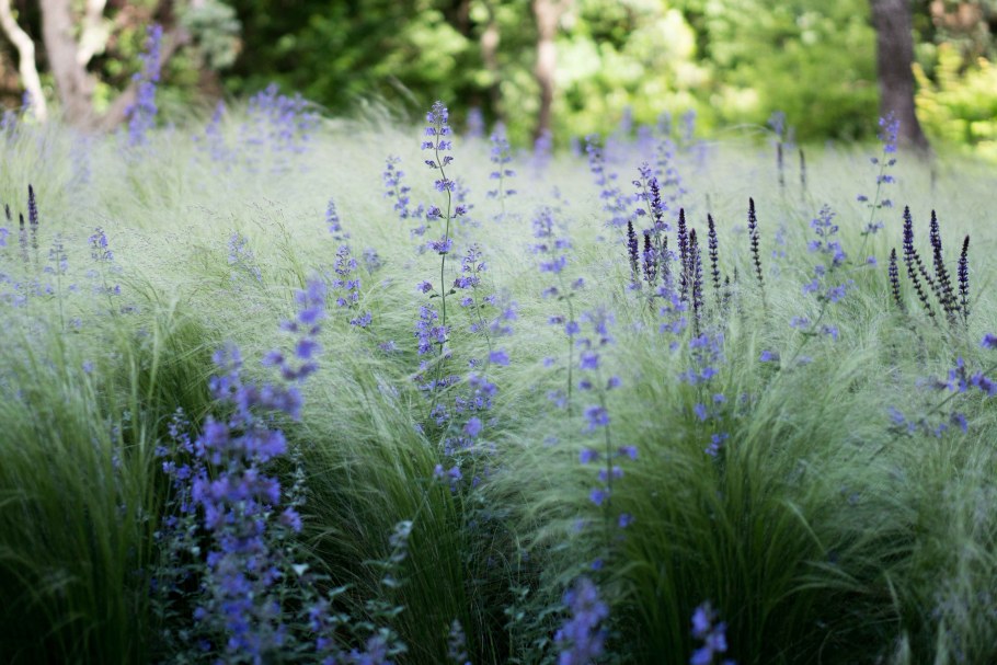 Шалфей манжетка Вейник