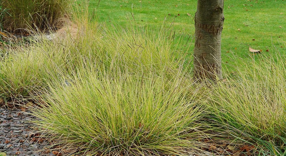 Сеслерия голубая (Sesleria caerulea)