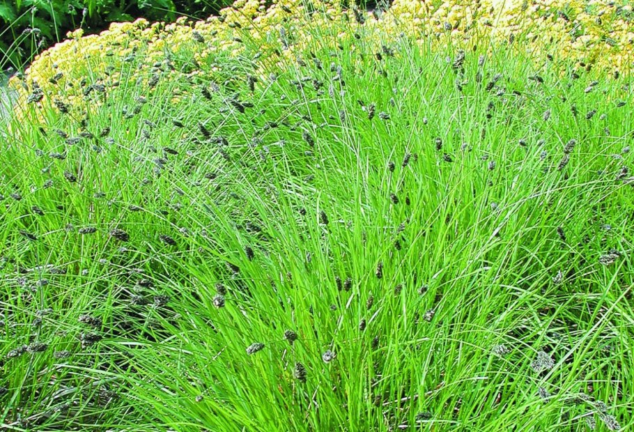 Сеслерия голубая