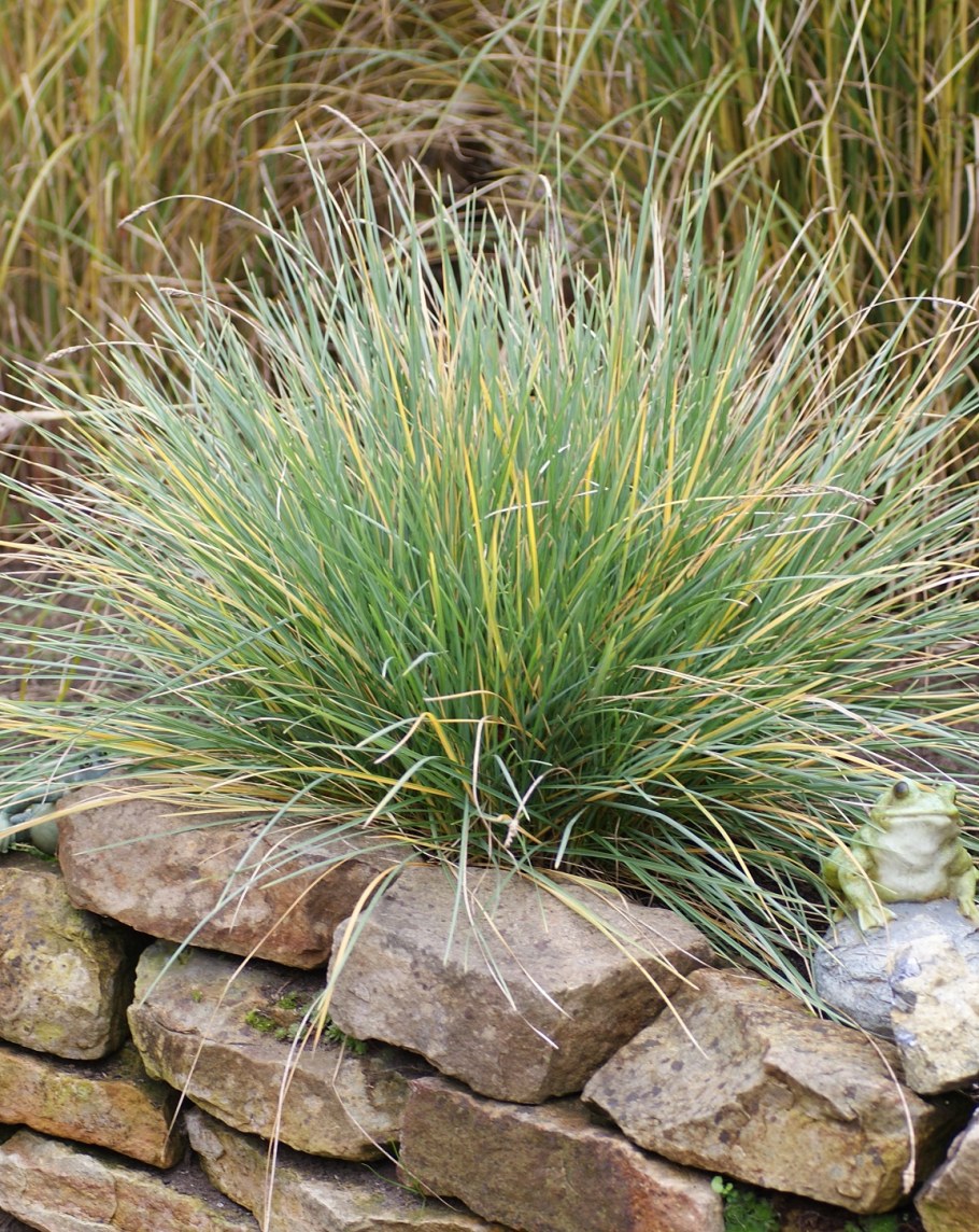 Сеслерия голубая