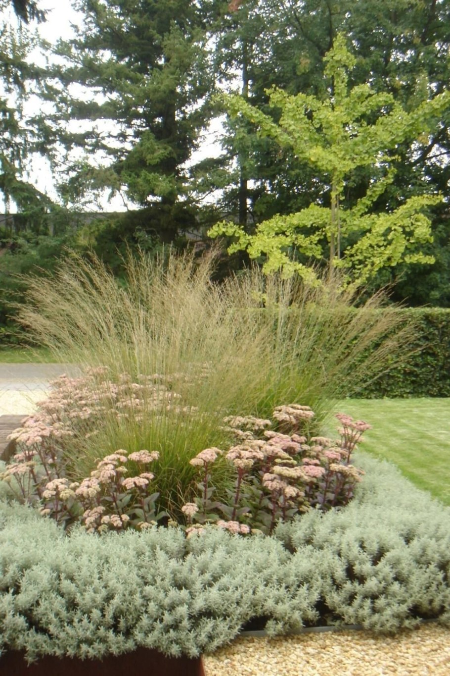 Сеслерия осенняя (Sesleria autumnalis)