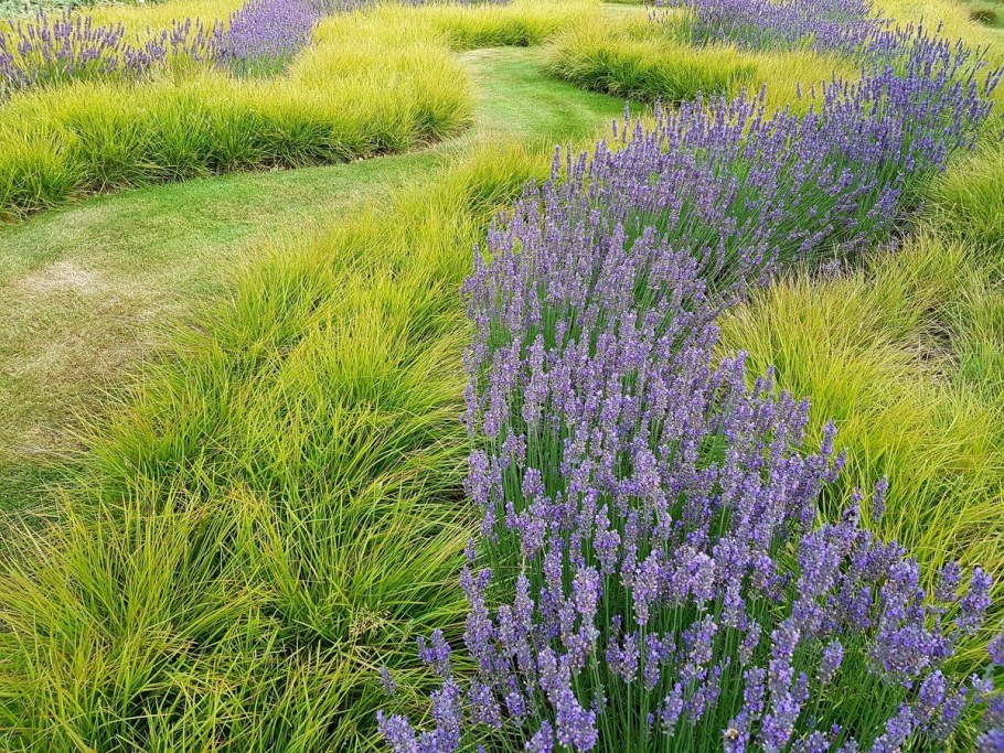 Шалфей и сеслерия