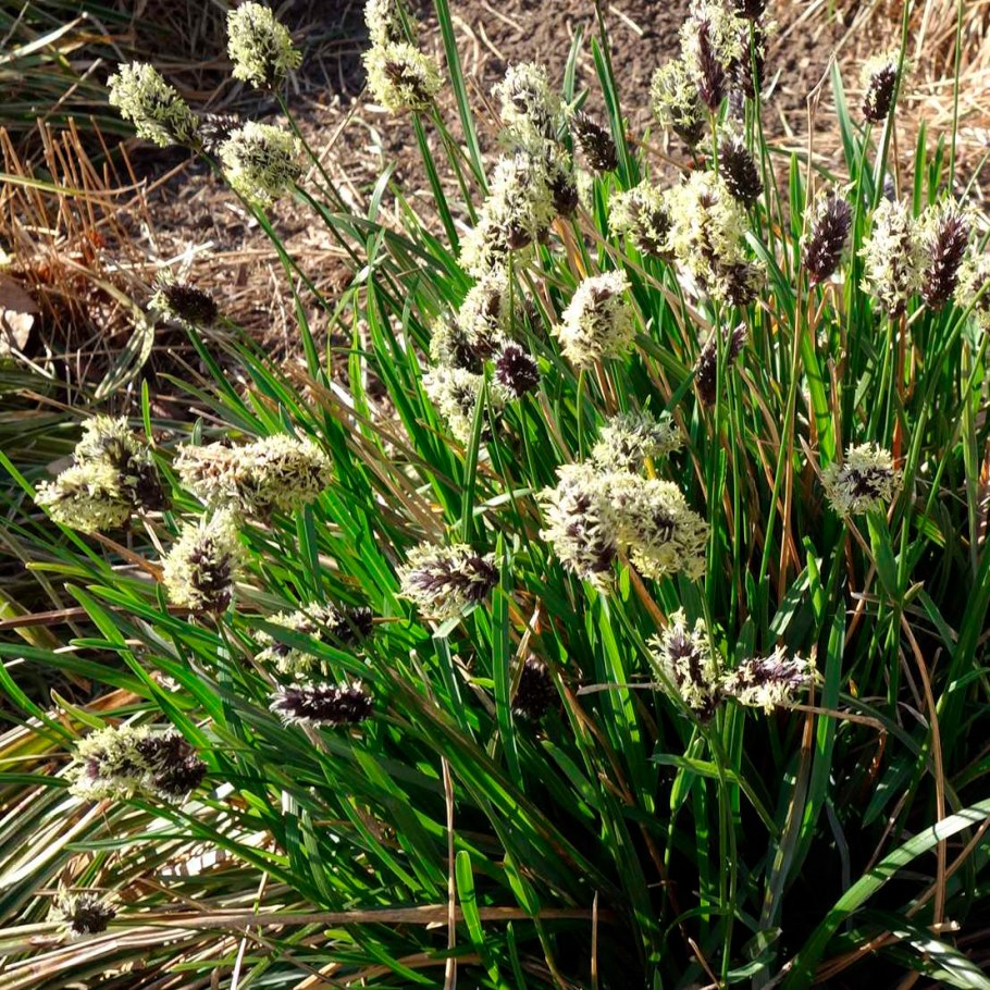 Сеслерия голубая фото